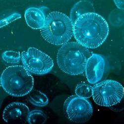 20081012013919-medusas-proteinas-verdes-fluorescentes.jpg